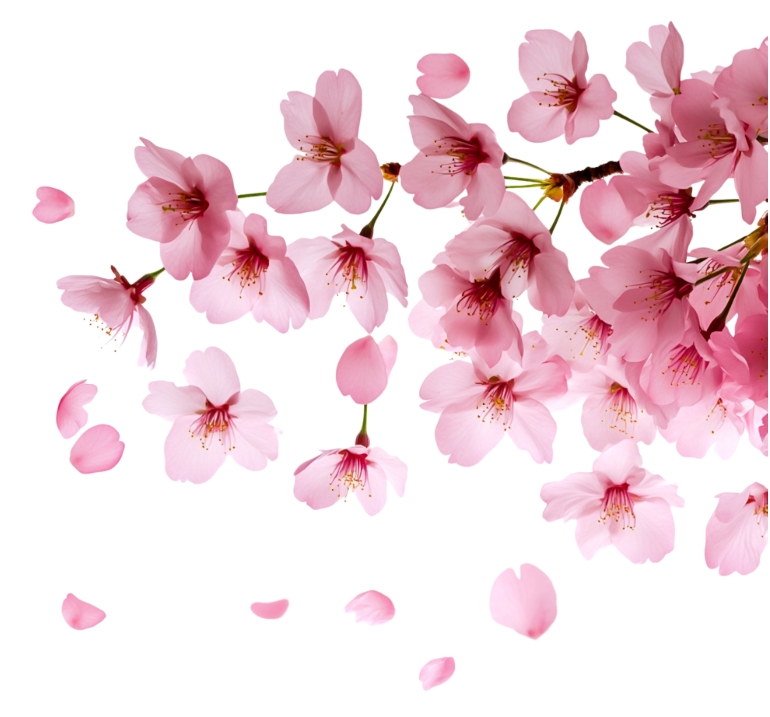 vecteezy_delicate-cherry-blossom-flowers-with-pink-petals-isolated-on_57177889.png